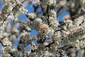 white bloom of a tree in spring