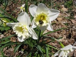 Bee on a daffodil flower