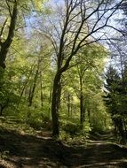 Beautiful green forest near Heidelberg, Germany
