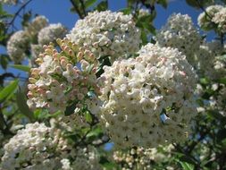 flowering viburnum utile shrub