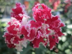 nice flower of the garden