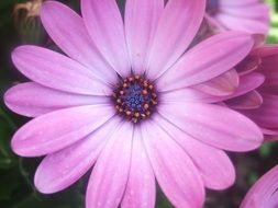 colorful pink flower close-up