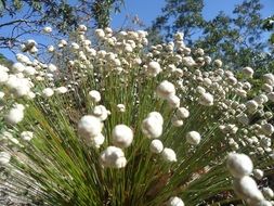 fragile flowers in nature