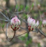 beautiful buds of mountain flowers