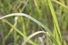 grass water drops