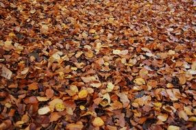 Autumn brown forest litter