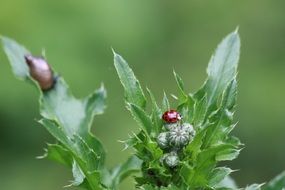 ladybugs on a green thistle plant