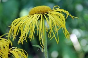 closeup photo of delicate yellow petals on the flower