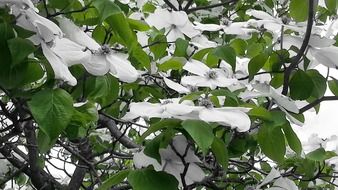white flowers on the green bush