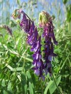 vicia cracca tufted