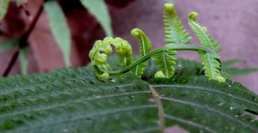 young shoots of fern leaves