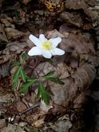 white flower among old tree foliage