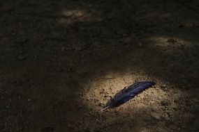 purple bird feather on ground