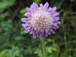 blanket inflorescence blossom