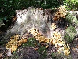mushrooms on the stump