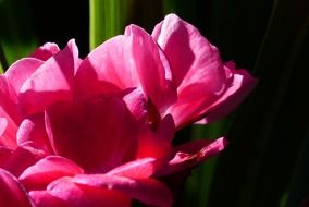 beautiful pink geranium in a flower pot