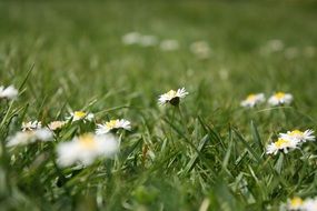 white daisies in a meadow among green grass