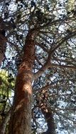 Trees in the park in summer