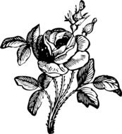 black white drawing roses with leaves