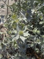 holly plant on sand dune