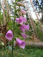 pink flower in the form of a bell in the forest