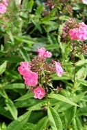 phlox pink flowers