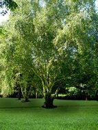 lush green trees in the castle park