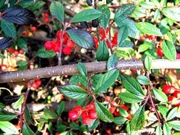 branch of cotoneaster srub with red berries