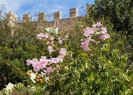 flowering plants at the castle wall