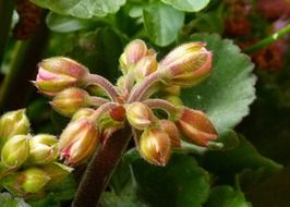 geranium buds closeup