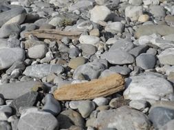 drift branches on the pebble beach
