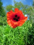 poppy flower close-up