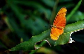 Beautiful orange butterfly on the leaf