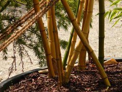 close-up photo of bamboo plants in pot