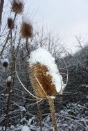 dry plant in the snow close up
