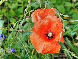 tender red poppy in the meadow