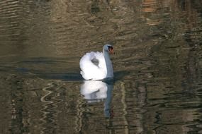 white swan on the water in the park