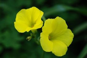 oxalis, yellow flowers, macro