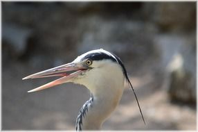 heron bird head