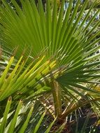 closeup photo of Palm with the green leaves