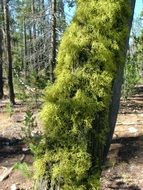 moss on a tree