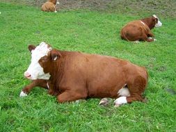 brown-white cows on a green meadow