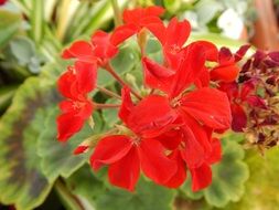 bright red geranium in the garden