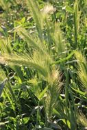 blooming grass in summer