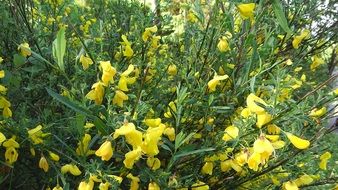 yellow flowers in the form of a broom in nature