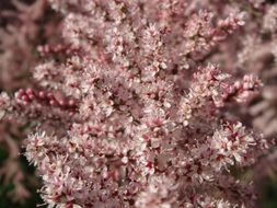 lush flowering of french tamarisk