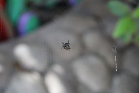 little spider on a transparent web