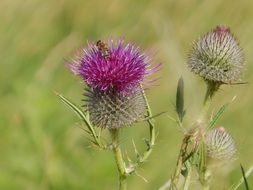 thistle flowers on blurred green background