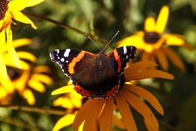 butterfly with open wings on the flower