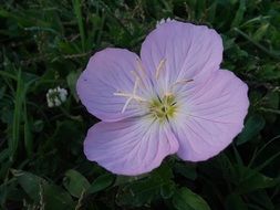 delicate pale purple wildflower